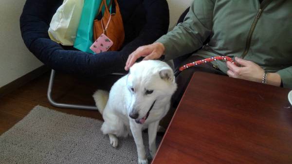 ট ইট র 犬小屋親父 北海道犬リボンちゃんの飼い主さんが面会に来てくれました しばらくぶりなのに忘れてないですね 大喜びしてました 軽井沢ペットホテル 老犬ホーム 北海道犬 面会