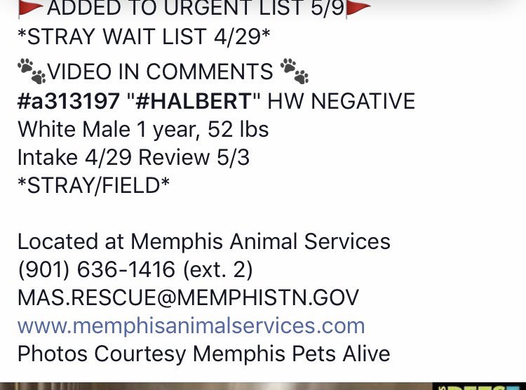 reddogsusie's tweet photo. #TN #MEMPHIS
🆘🆘CRITICAL Halbert 1yo boy hw- handsome, smart, young, clever-what’s not to like about Halbert!😍Desperate for a good home-this youngster needs his hero now! SHELTER IS FULL PLS #ADOPT #PLEDGE #FOSTER #RESCUE #A313197
https://t.co/VzzA4S0hDo https://t.co/DqBMnULAGQ