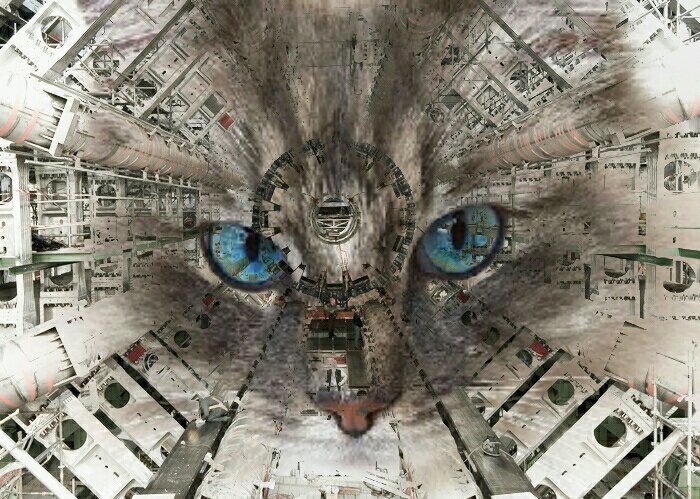 CERNcat's tweet image. #CERNcat #CERNcats #cern #cats #catsofcern #purr4cern #quantumphysics #cats #kittens #catsofinstagram #gatosdecern # catstagram #instacat #instakitten #gatos #purr
#CatsOfTwitter