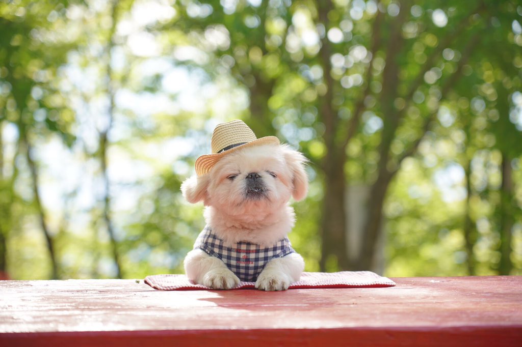 まめちゃんページ♡ まめちゃん