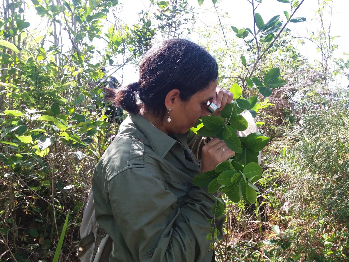 HAC_Cuba's tweet photo. Buenísima expedición a Banao con el colega Oliver Hernández, especialista en conservación del área protegida. Nueva info de varias especies para su categorización. Vamos a por la meta de Cuba #CBD #metasAichi: 80% de la flora categorizada @IUCN.
@planta_cuba
@citmacuba https://t.co/2qXZ648bz8