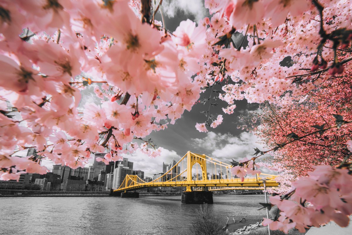 DaveDiCello's tweet photo. All right, I'm going out a limb here (pun not intended). I had a couple dozen people ask for a selective color of the pink blossoms and Warhol Bridge in #Pittsburgh, and since I'm a man of the people, I decided to do one. I'm not sure if I love it or kinda hate it. Thoughts? https://t.co/DWmhEIdFpR