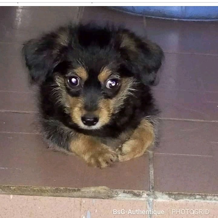 AnimAmis's tweet image. Qui  #Supporte un #chiens, peut supporter n'importe qui.