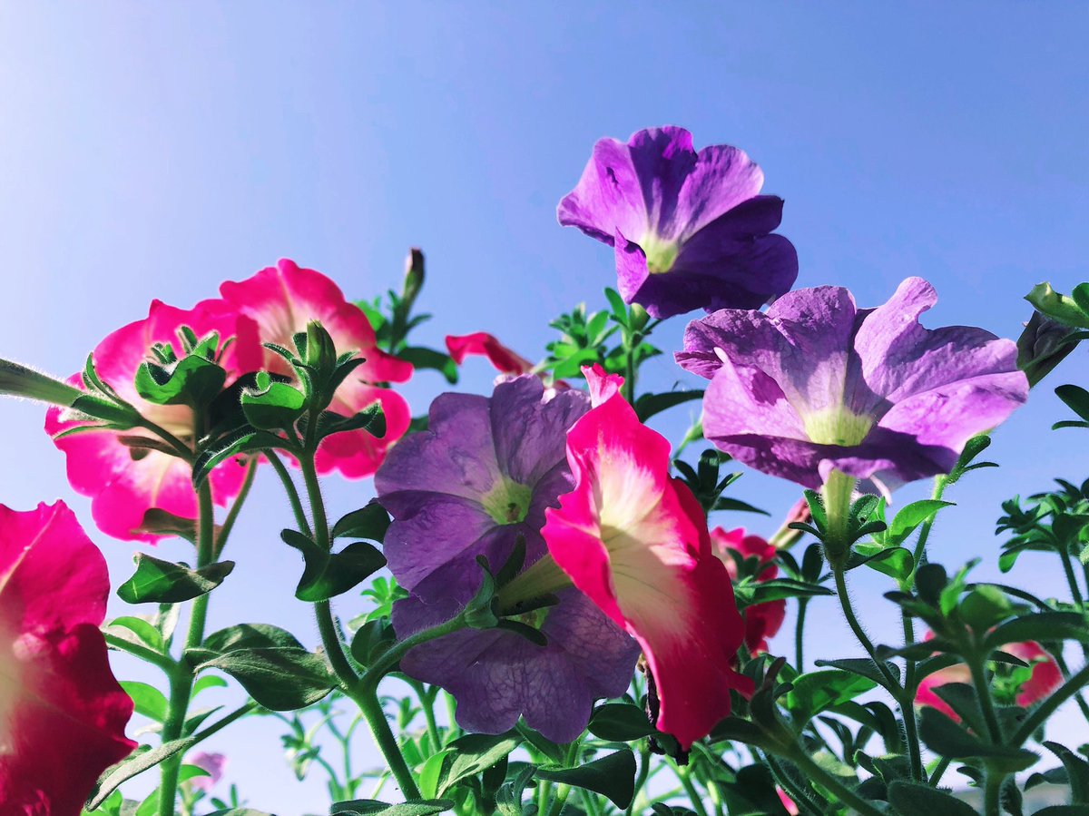 ペチュニアの花言葉