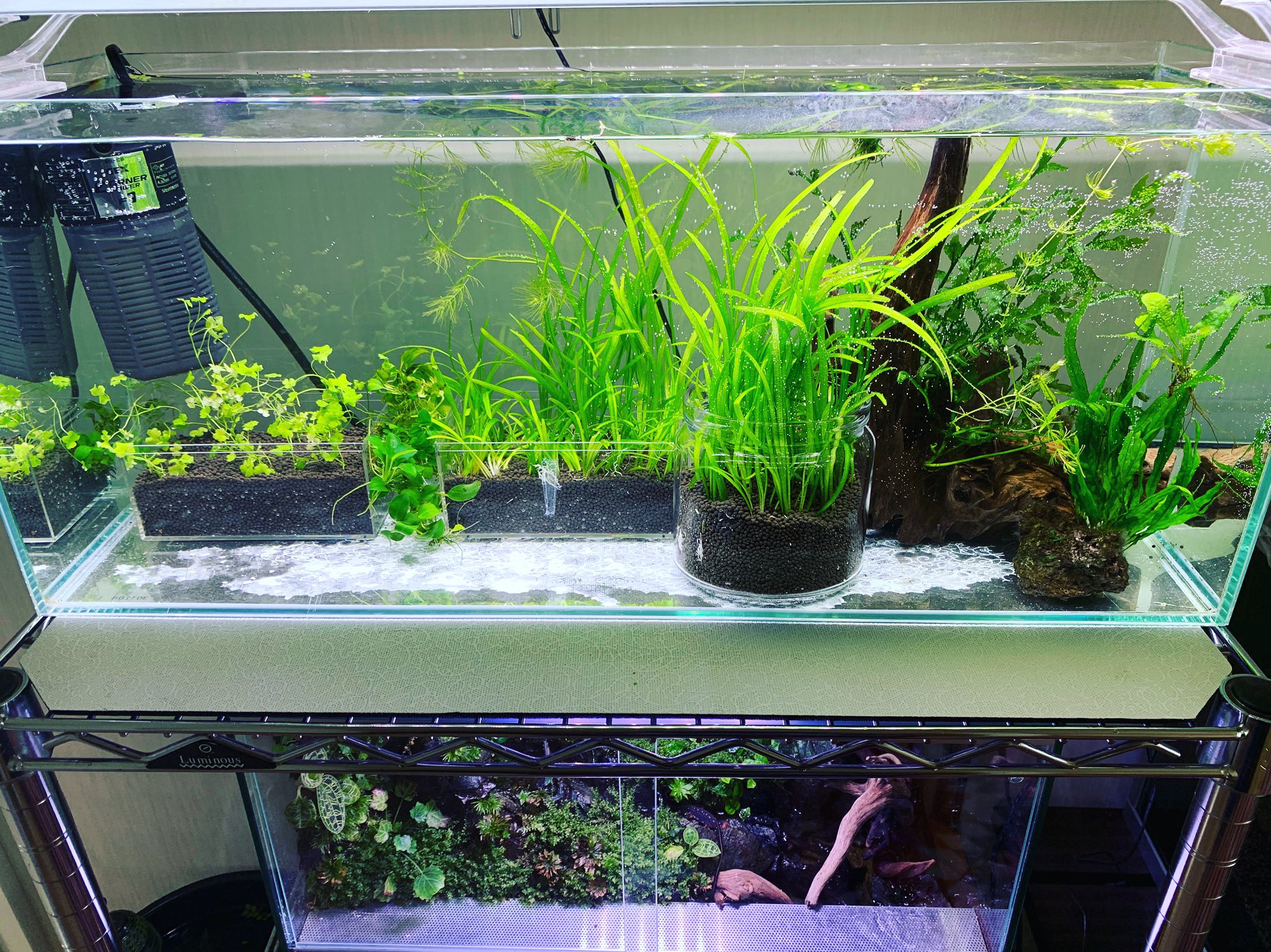 オカユdoteti Yunyun 勿体無い病で水草を捨てれません せっかく室内メダカを野外に出したのに水槽が空かない 水草ストック水槽 T Co Gv27gcsyov Twitter