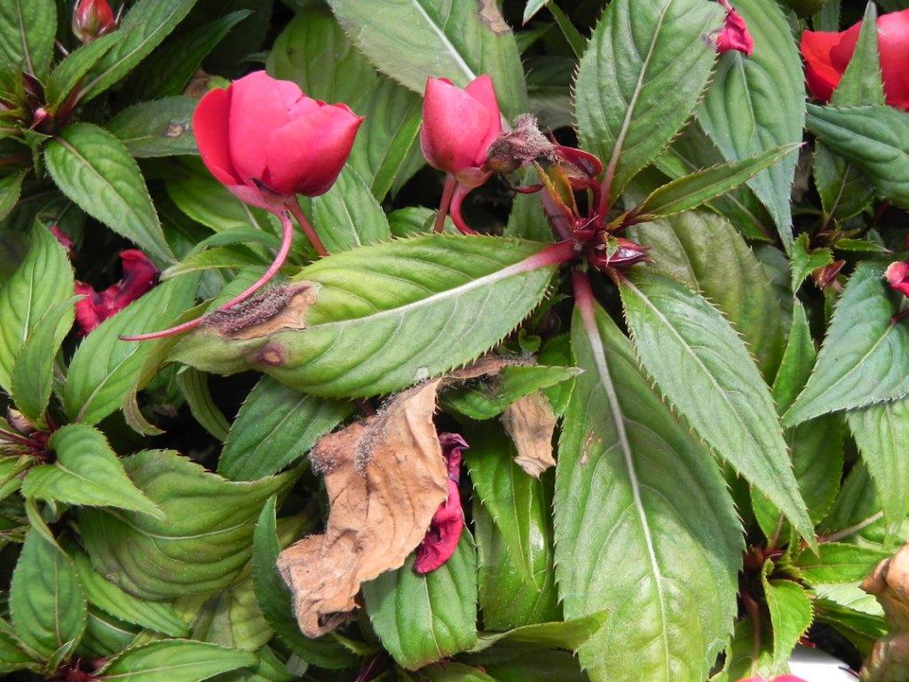 ICL_Gro's tweet image. Keep an eye out for #GreyMould (Botrytis cinerea). Under humid conditions symptoms show was fuzzy grey-brown mould, but in dryer conditions infections may be contained in discrete spots #DiseaseFocus #Horticulture