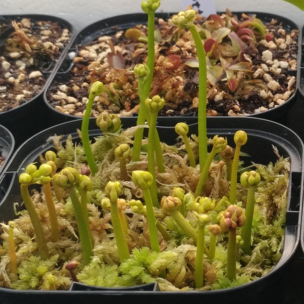 ねｃろ１３ 無職 花茎挿し挑戦3鉢目 Dionaea ハエトリソウ 食虫植物はいい