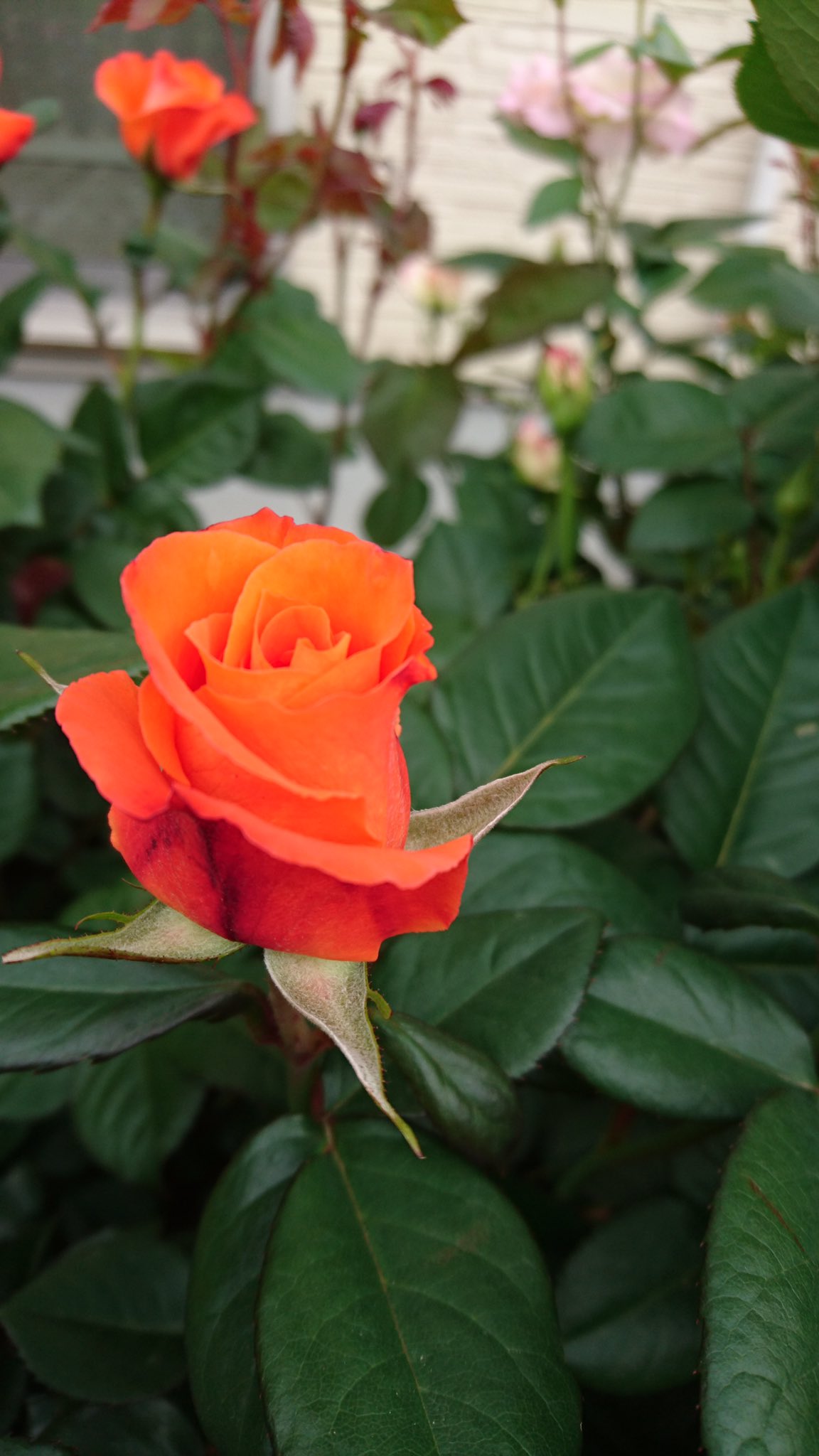 綺麗な薔薇には棘がある Twitter Search Twitter