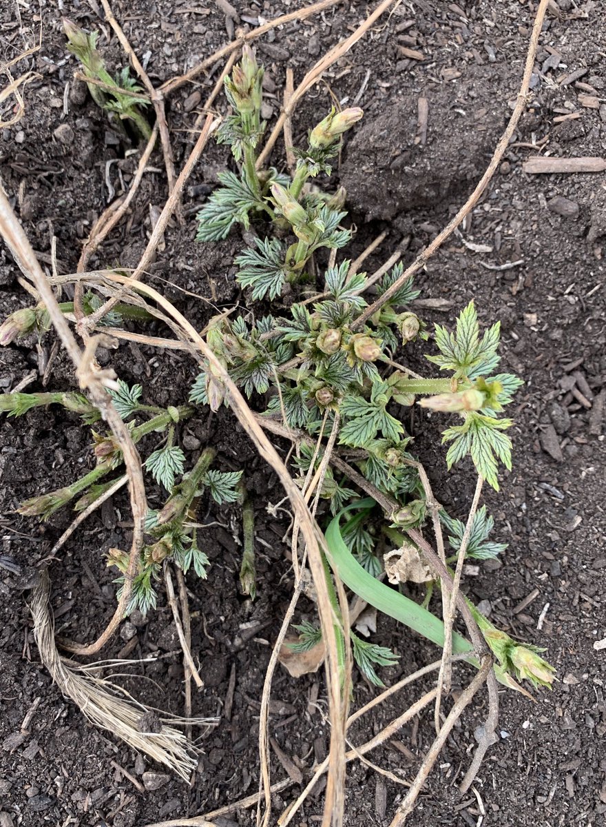 Spring at <a href="/ICGyyc/">Inglewood Community Garden</a>   <a href="/HIGHLINEBREWING/">HIGH LINE BREWING</a> hops are off to a good start!