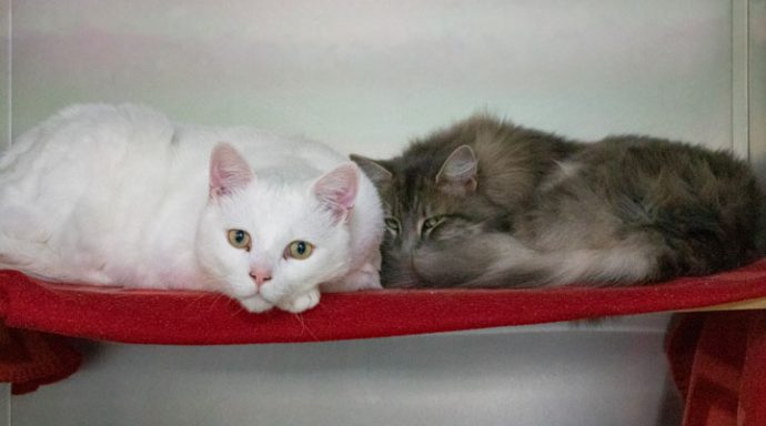 rspcaact tweet picture