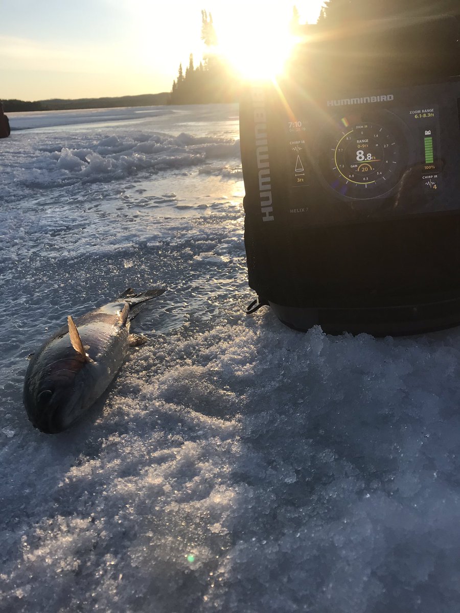 End of ice stocked trout is one of my favourite times of year. The trout are feeding, the weather is beautiful, and most of the time you’ve got the lake to yourself! @GloProLures <a href="/aquavu/">Aqua-Vu</a> <a href="/amphibiaeyegear/">Amphibia Eyegear</a> <a href="/KamookiLures/">Kamooki Lures</a> #Rainbows #Saskatchewan #solongice