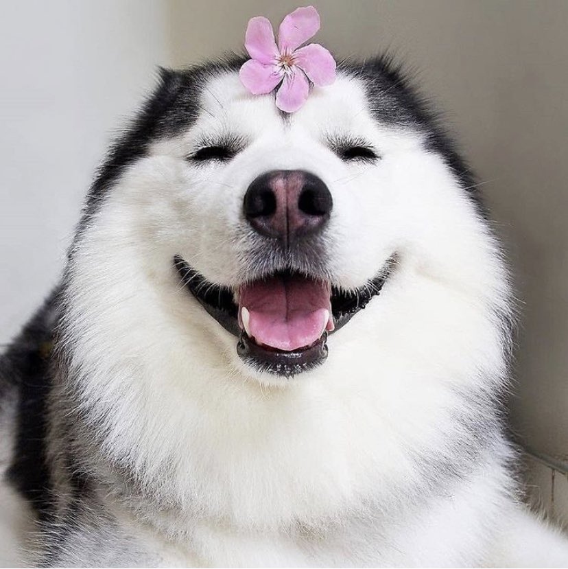 Custom Pet Gifts tweet media