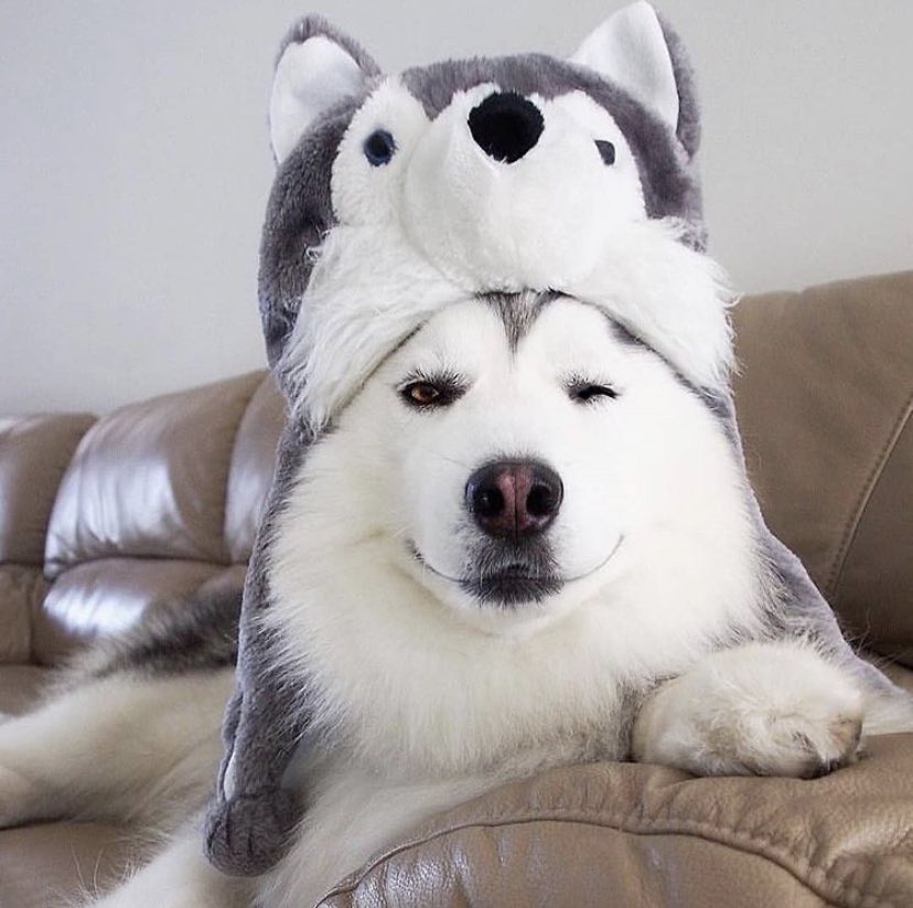 Custom Pet Gifts tweet media