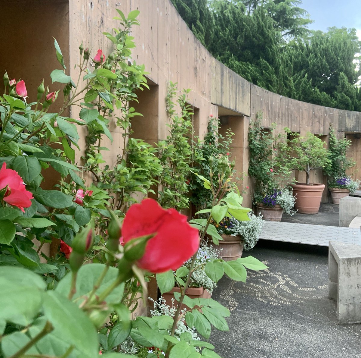 ゆらぽん 良い天気ですが こんな日には先週辺りから赤い小さな虫 ﾀｶﾗﾀﾞﾆ にﾍﾞﾗﾝﾀﾞを占拠されてまして 今日は水でささやかな駆除活動 例年 来月辺りまで仁義なき戦いは続く 世界に一つだけの花 私の 世界に一つだけの花 Smap スマ写真部 横浜