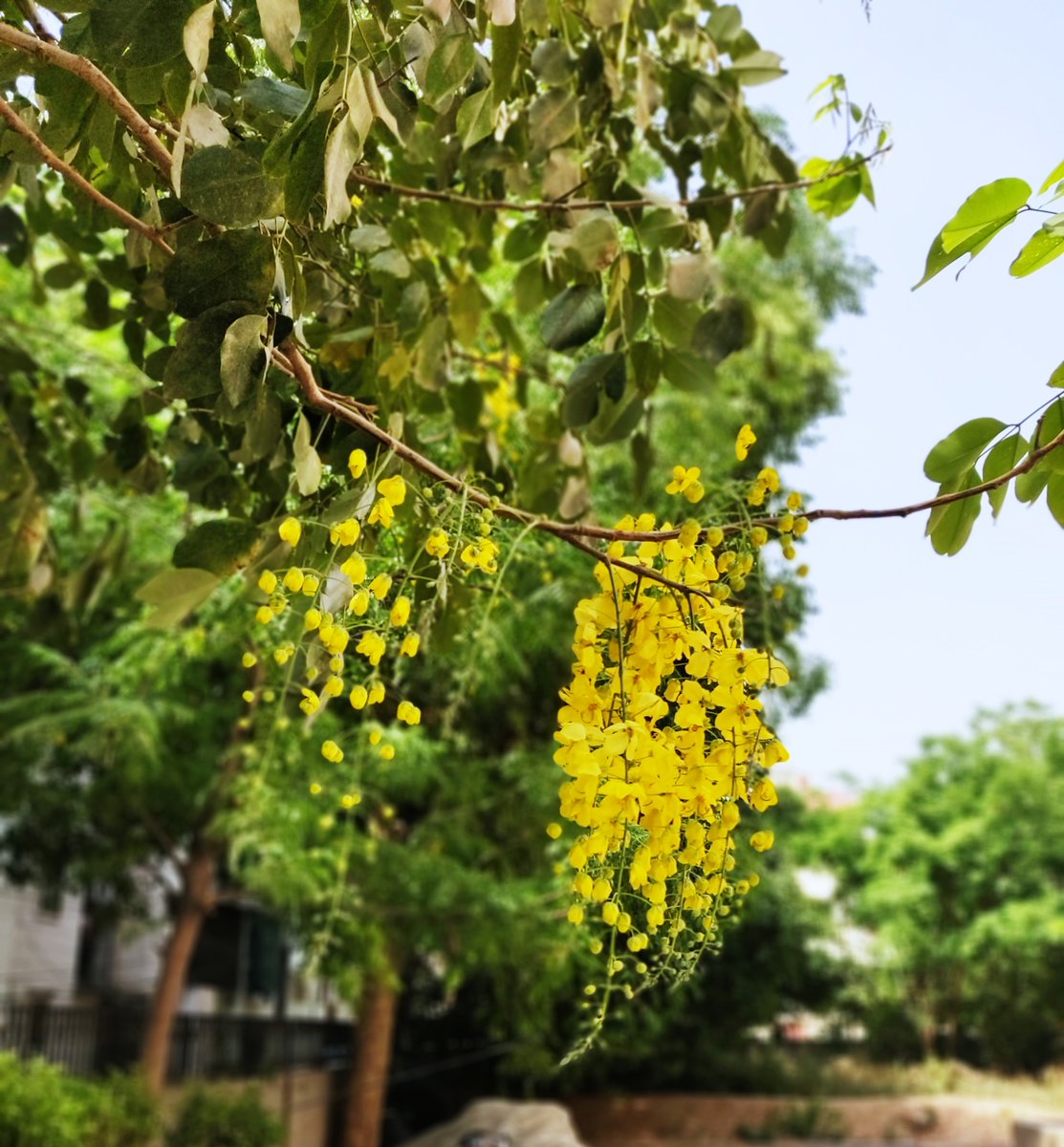 eagle_mist's tweet photo. cassia fistula 🌲 purging cassia #goldenshowertree #indianlabernum #pipepuddingtree #lanterntree #Amaltas -araghvadha meaning remover of disease lives up to its name! #marathi bahava #tamil konrai #bengali sonali/bandarlati #malayalam vishu konnai #manipuri chahui #mizo ngaingaw https://t.co/wJTAX5OW2y