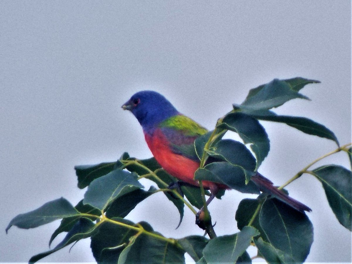 Estimates indicate over 60% of the world's breeding Painted Buntings are found in Texas #birds