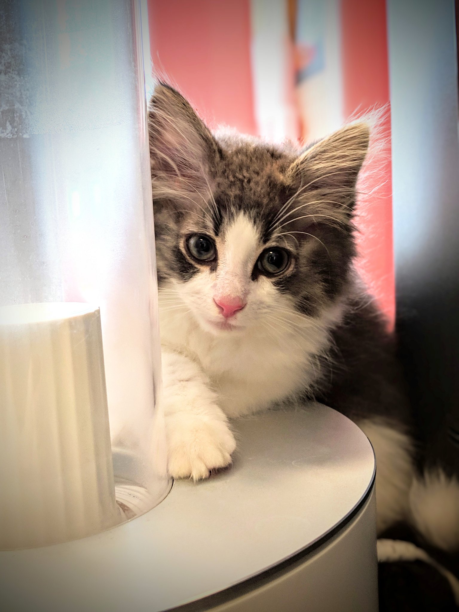 立花慎之介 新しい家族が増えました 生まれて2ヶ月半ほどのノルウェージャンフォレストキャット アッシュ くんです かなりアグレッシブな男の子なので 姫といっぱい遊んでくれると嬉しいですね ノルウェージャンフォレストキャット