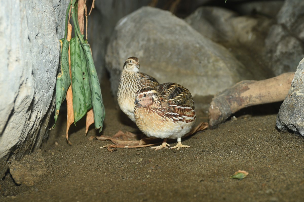上野動物園 公式 もしかしたら鳥の姿より卵の方が有名な鳥 ウズラです さて この２羽 オスとメスなのですが皆さんはどちらがメスかわかりますか