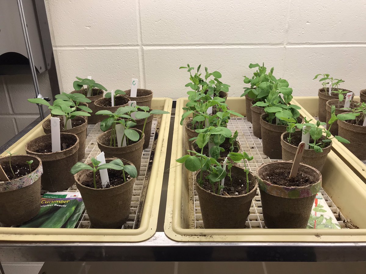 Mary Lucille Ragoza (@lucyragoza) on Twitter photo Bedminster Environmental Club students showing off their “green” Mother’s Day gifts and green thumbs. Happy Mother’s Day to all our amazing BTS moms! <a href="/BedminsterPTO/">BedminsterPTO</a> <a href="/CorbySwan/">Corby Swan</a> @jgiordanobts @SraGriffithBTS <a href="/SustainableNJ/">SustainableNJ</a> Bedminster Environmental Club students showing off their “green” Mother’s Day gifts and green thumbs. Happy Mother’s Day to all our amazing BTS moms! <a href="/BedminsterPTO/">BedminsterPTO</a> <a href="/CorbySwan/">Corby Swan</a> @jgiordanobts @SraGriffithBTS <a href="/SustainableNJ/">SustainableNJ</a>