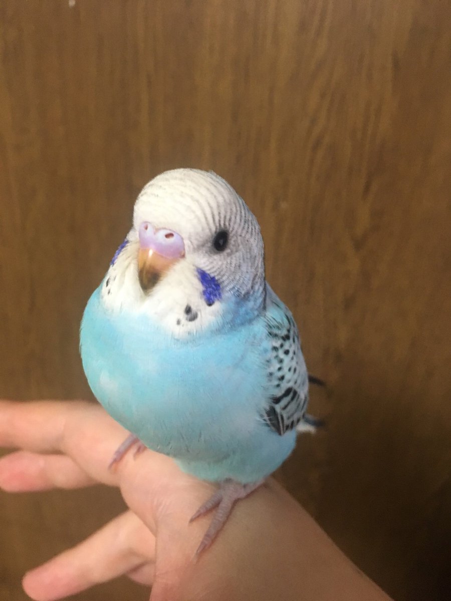 セキセイ インコ 性別