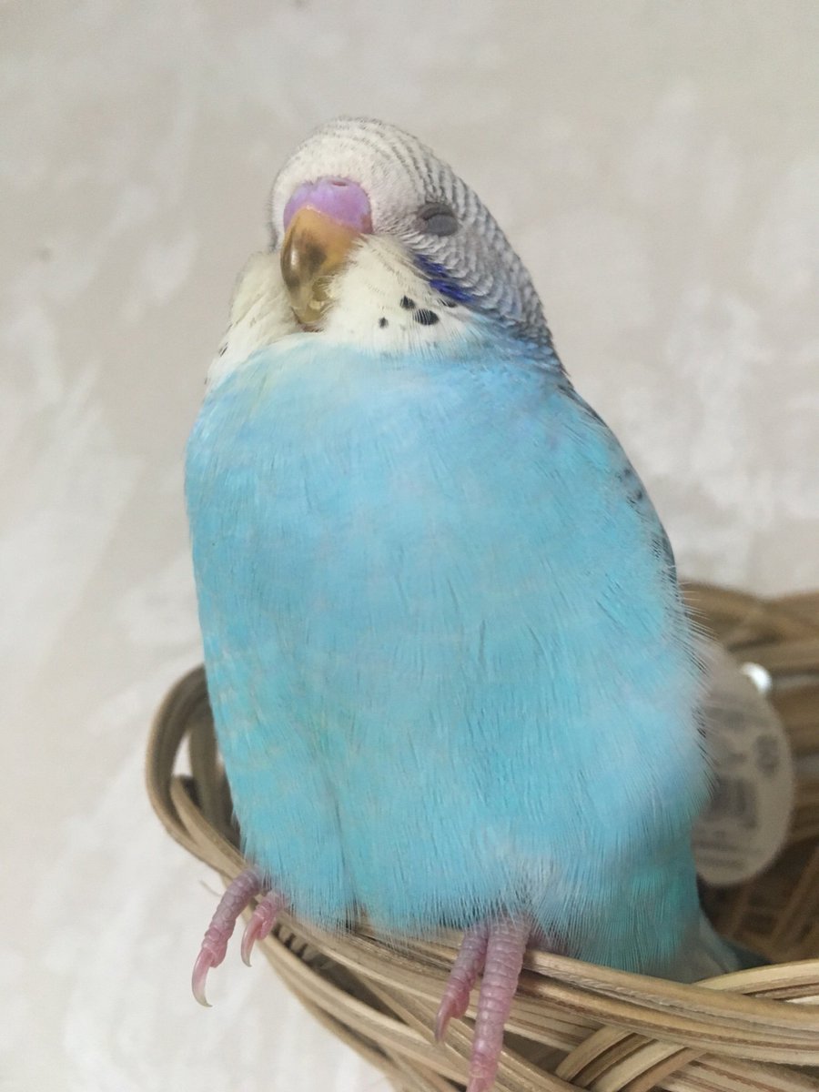 たかさごや インコ専用 里親募集は休止中 No Twitter セキセイインコを迎えるとき 気になる性別 よく 鼻の色で判別されますが 同じヒナでも起きているときは白っぽく 眠たいときは紫がかったピンクと違います また 我が家の父鳥はオパーリン 母鳥は たかさごや インコ専用 里親募集は休止中 No Twitter セキセイインコを迎えるとき 気になる性別 よく 鼻の色で判別されますが 同じヒナでも起きているときは白っぽく 眠たいときは紫がかったピンクと違います また 我が家の父鳥はオパーリン 母鳥は