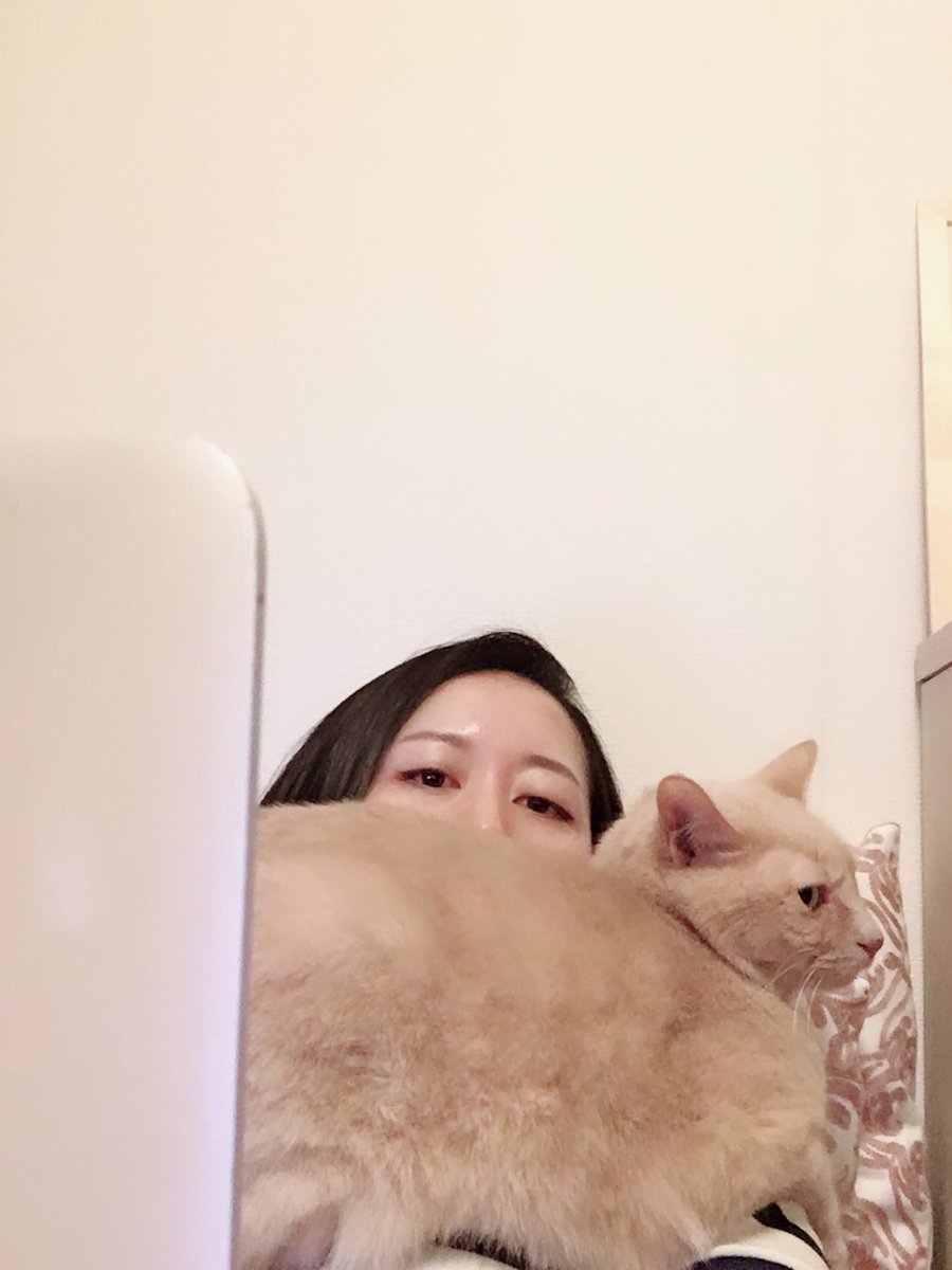 miniminilion's tweet image. #codingwithcats like