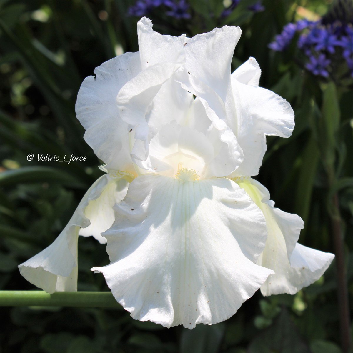 ニオイイリス Oznaka Na Tviteru