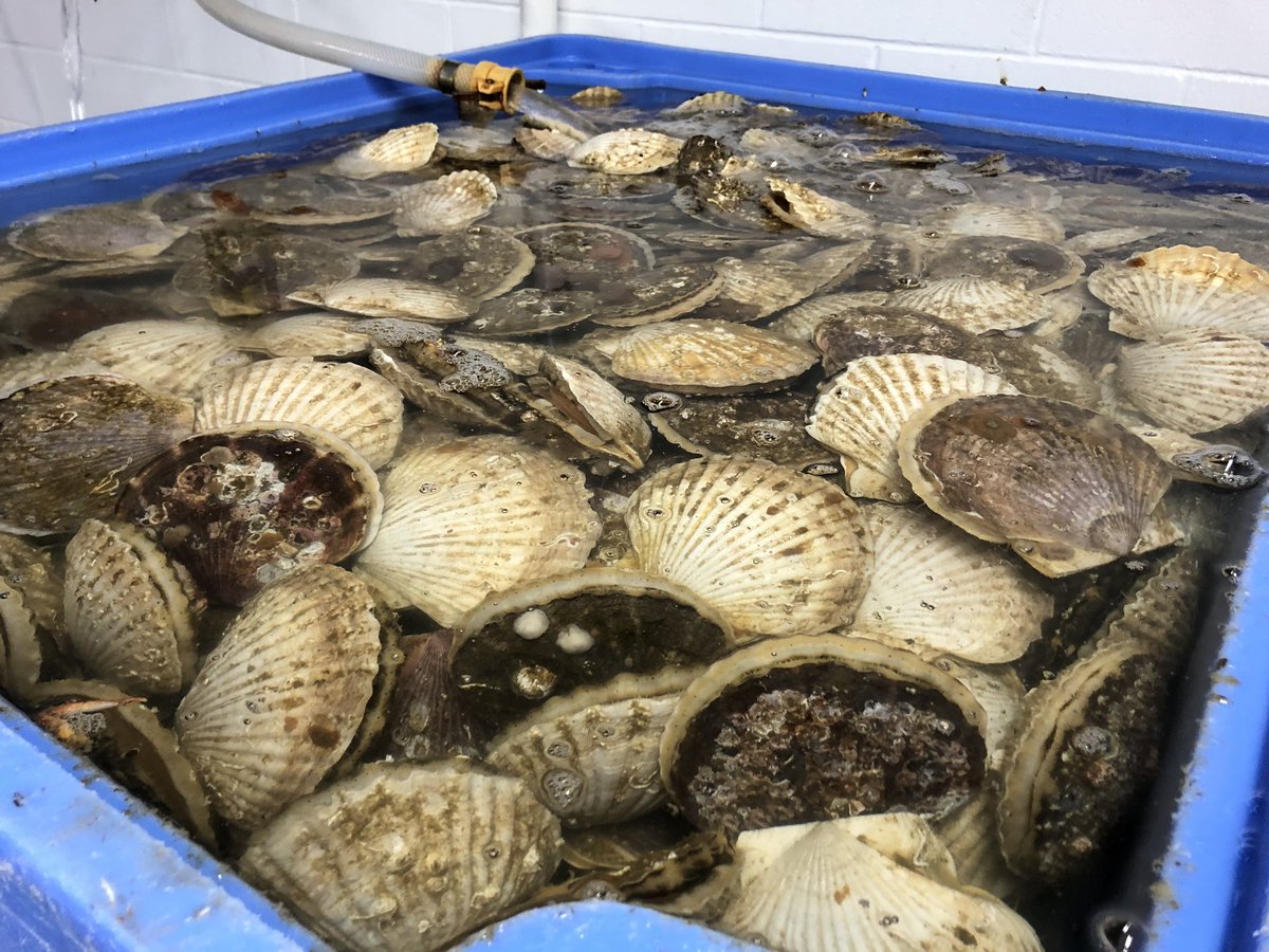 Timothy J. Kennedy tweet media