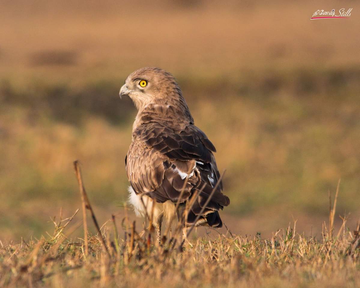 Chennaioutskirts Hashtag On Twitter