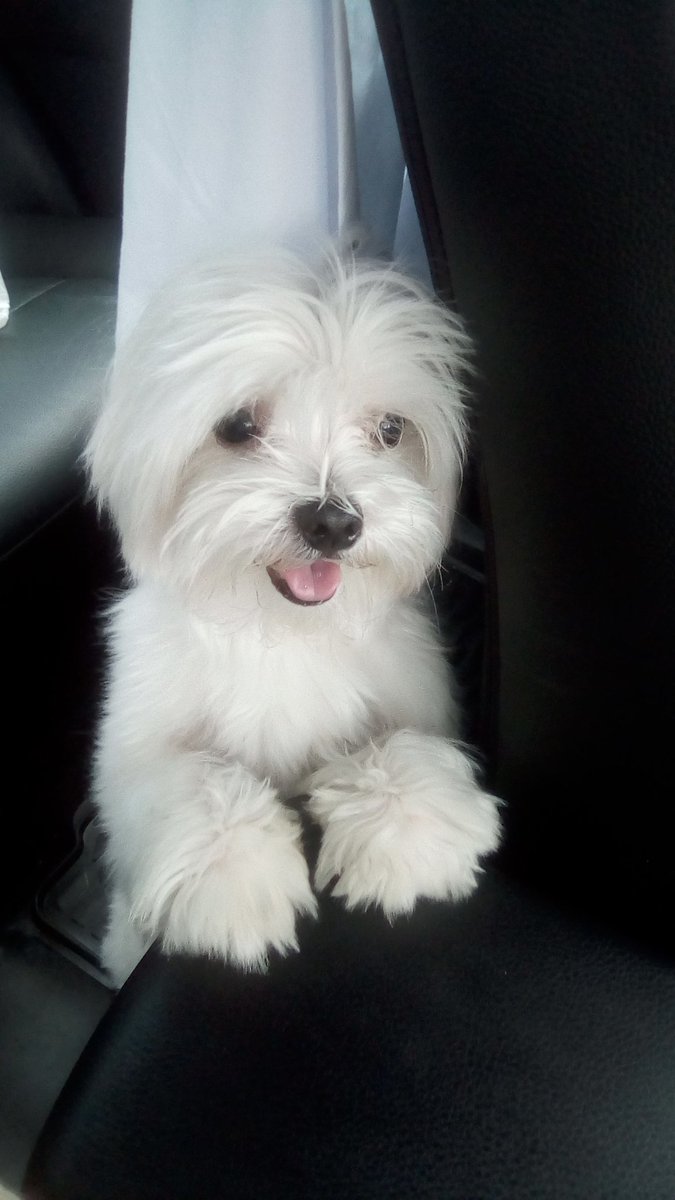 niajandra's tweet photo. @Ramon_Rizzo Te presento a tu sobrino https://t.co/TURQpJrabr