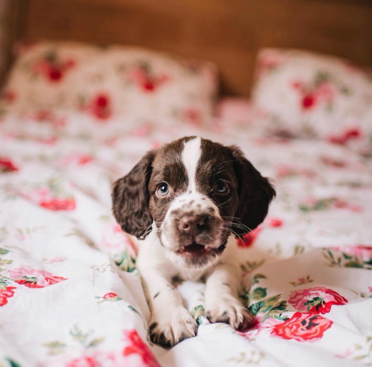 Your four legged fluffy friend is here to remind you, it's almost the weekend! RT If you are planning on staying in and snuggling down 🐶