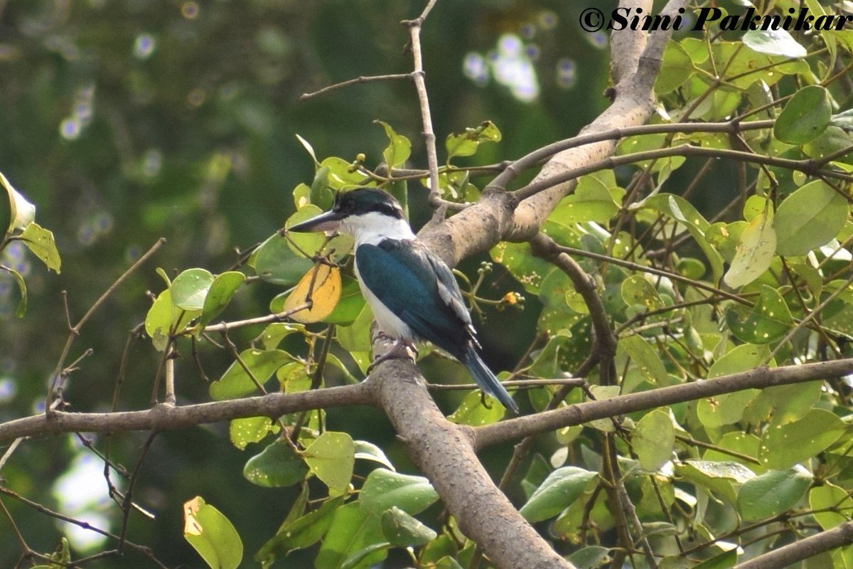Collared kingfisher #KIngfisher #Goa #birdsofgoa #Birdsofindia #birding @CornellBirds @TourismGoa @birdsofindia @birdsofasia @SanctuaryAsia @birdlifeasia @Team_eBird