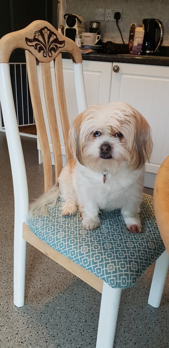 GizmoGolden's tweet photo. I'm back been quite a while, I'm 2.5 years old still grumpy cant help it, still being taught not everyone out to get me https://t.co/f64tRWDUmi