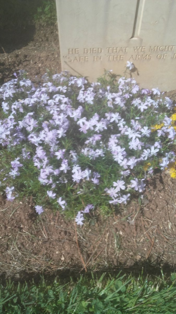 CassinoGroup's tweet photo. Some of our favorire border plants https://t.co/Qi64QULJT3