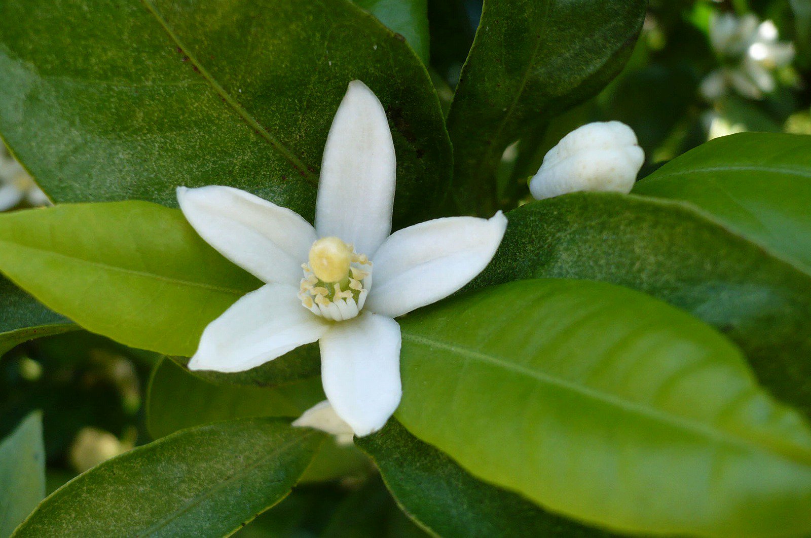 تويتر 熊本市 على تويتر 今年もみかんの花の時期になりました みかんの花 を見たことがありますか 白くてかわいい５枚の花びらです この時期のみかん園は 花が咲きほこり 優しい香りに包まれます みかんpr担当 みかんライダー の活躍にもご期待ください