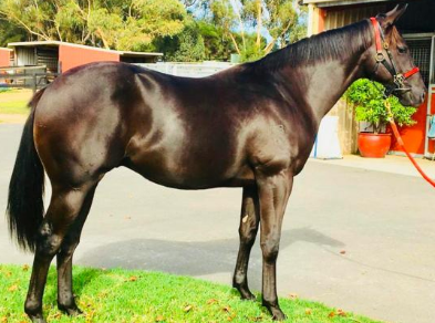 The SACRED FALLS are running and 888Racing has a colt with the same PINS cross as the trial winner belowhttp://888racing.com.au/horses-available