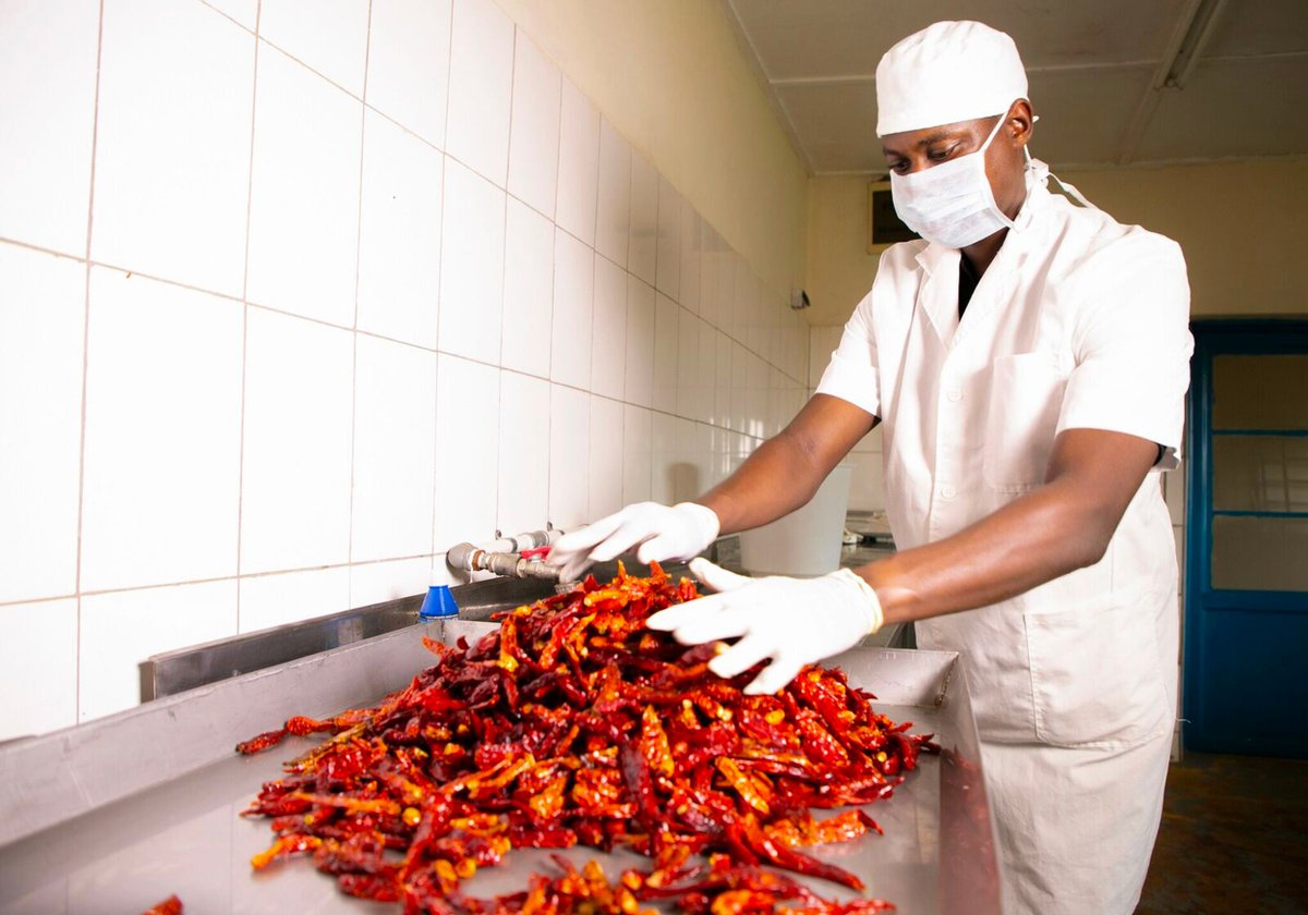 ryaf_agribiz's tweet photo. Finaliste du concours des jeunes entrepreneurs du #WEDF2018, @Diego_Twahirwa a créé l’entreprise @GashoraFarm pour transformer les invendus des producteurs de piments au #Rwanda. Découvrez comment ses produits se sont fait une place à l’international: https://t.co/z8pWn5CtDQ https://t.co/J68fFluymi