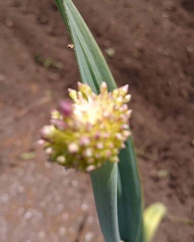 いるま鬼丸 埼玉県いるま産ジャンボにんにく にんにくの花が咲きだしました にんにくの芽 は取っているのですが取り忘れてです 紫色の綺麗な花がさきます にんにくの花 ニンニクの芽 ジャンボにんにく