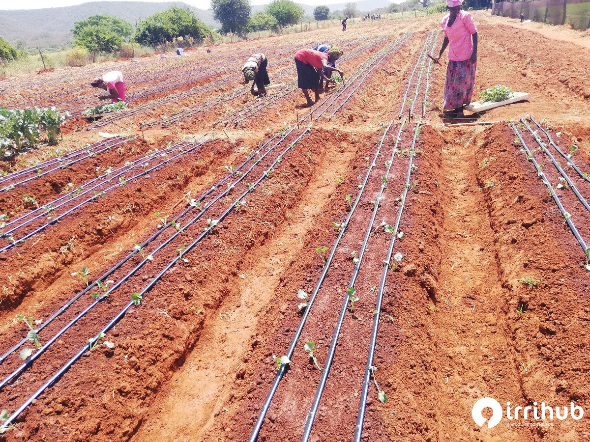 IrriHub's tweet photo. With urban migration, there are fewer young people left in rural areas, leaving mainly older women and children running the farm.
Understanding the drivers and innovations that could engage youth in agriculture might help keep them farming in the future.
#SaveAgriSector https://t.co/BcUIeYqW5y