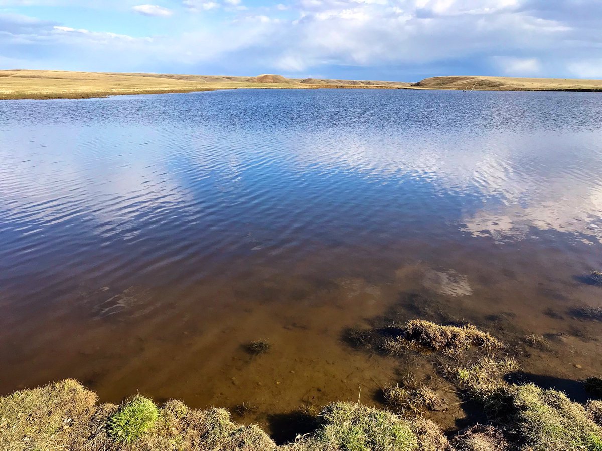 KristenInbodyMT's tweet photo. We scared off all the bird when we arrived at this pond in the Bitter Creek WSA. We went wild when we saw the one tree, too. #HiLineHijinx https://t.co/WxN2NMNMdb