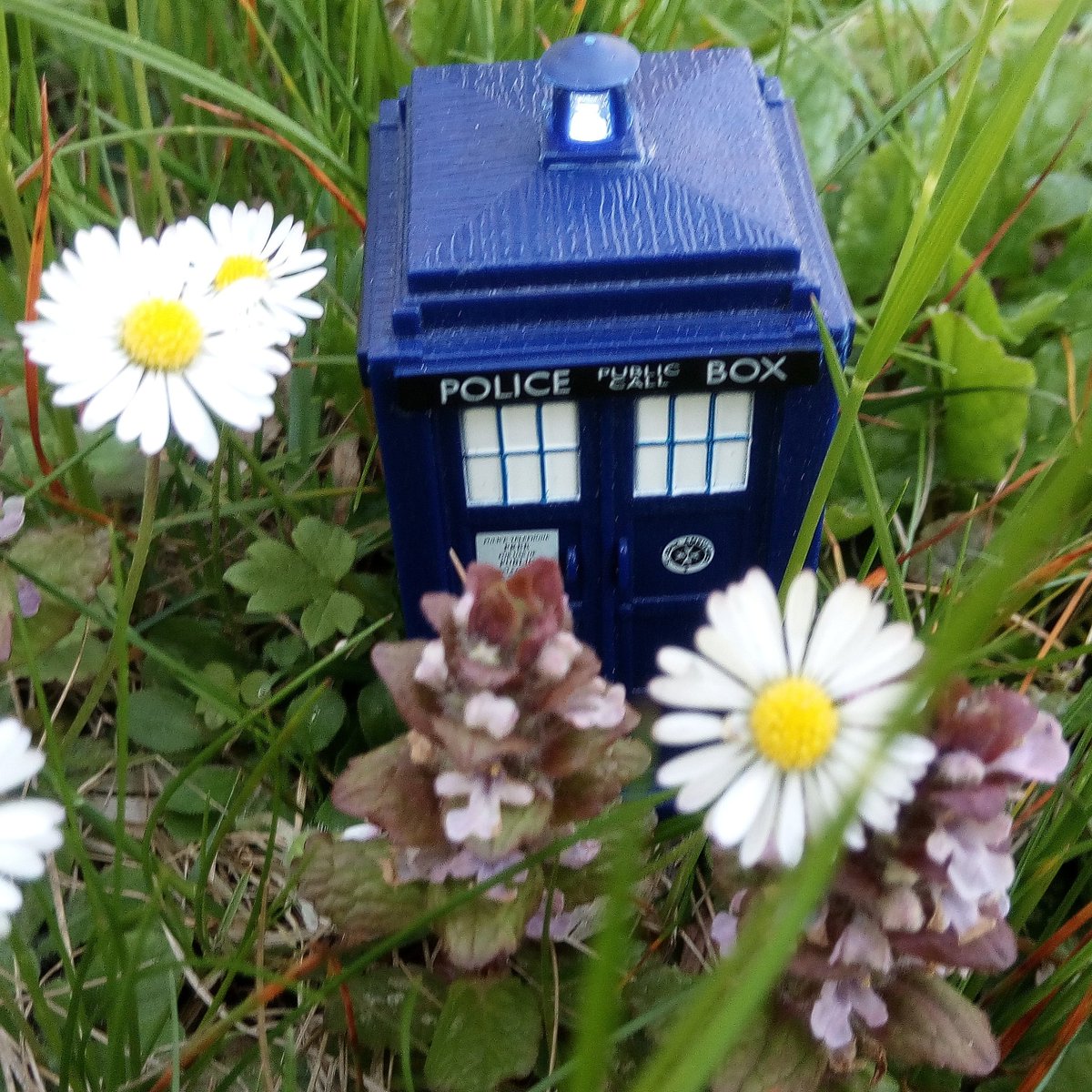 Iltu123's tweet photo. Good morning :)
#doctorwho #TARDIS #toyphotography #DrWho #inourgarden #daisiesπΌ #biggerontheinside #doctorwhofans #whovians #intimeandspace #flowerpower #fridaymood https://t.co/wY5z6EAoMh