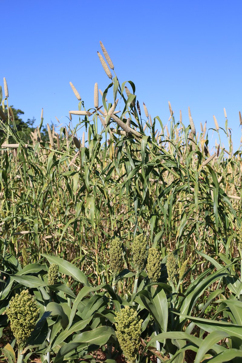 Erina Mutematsaka of Guruve expects to harvest 100kg iron &amp; 0.5T sugar beans, 2T white maize, 0.4T orange maize, 0.3T groundnuts &amp; 0.2T sorghum on 2Ha, despite the adverse season. Thanks to <a href="/LFSPZim/">LFSPZim</a> training on climate smart farming! <a href="/UKinZimbabwe/">UKinZimbabwe 🇬🇧 🇿🇼</a> <a href="/WorldVisionZim/">World Vision Zimbabwe</a> <a href="/PracticalAction/">Practical Action</a>