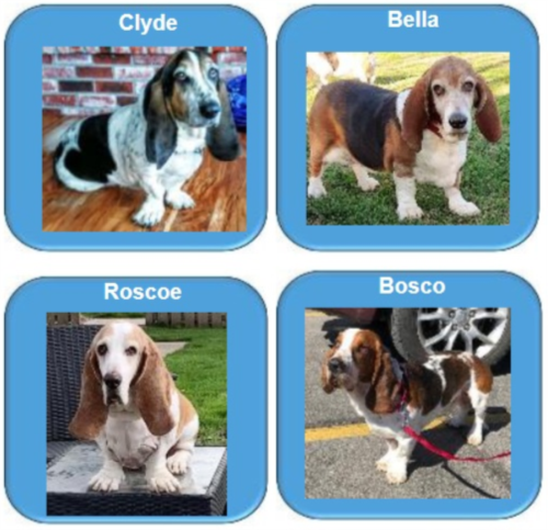 guardian angel basset