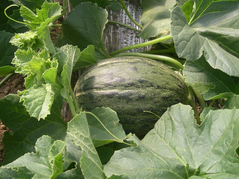 ASCENZAEspana's tweet photo. 🍉🍉Te presentamos el completo catálogo con la estrategia #nutricional para #melón y #sandía que nuestra compañía ha desarrollado con las soluciones de #ASCENZA para estos cultivos.#NutrexCuaje #Algaegreenmaxx #Missylk #NutrexEngorde
https://t.co/uqFPpZYUpT https://t.co/LHqgONHVPL
