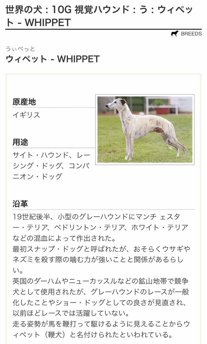 Butu Butu A Twitter 渦中のわんわん動物園にいた犬 あれはおそらく サルーキ という純血種と ウィペット と呼ばれる純血種 の犬です 彼らはサイトハウンド種と呼ばれるスリムな体型がスタンダードな犬です ドッグレースで代表的なグレーハウンドは その 視覚 Butu Butu A Twitter 渦中のわんわん動物園にいた犬 あれはおそらく サルーキ という純血種と ウィペット と呼ばれる純血種 の犬です 彼らはサイトハウンド種と呼ばれるスリムな体型がスタンダードな犬です ドッグレースで代表的なグレーハウンドは その 視覚