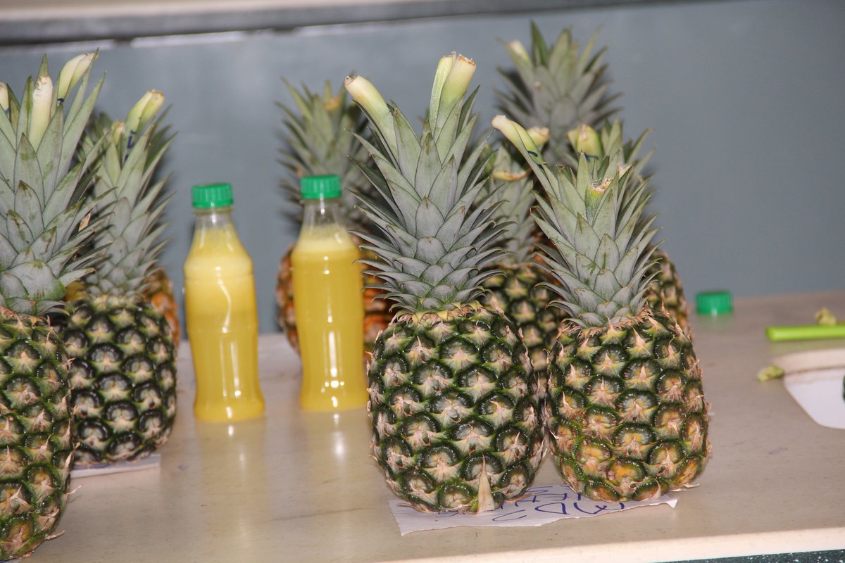 Pineapple Value Chain Project Carp+ Ghana tweet media