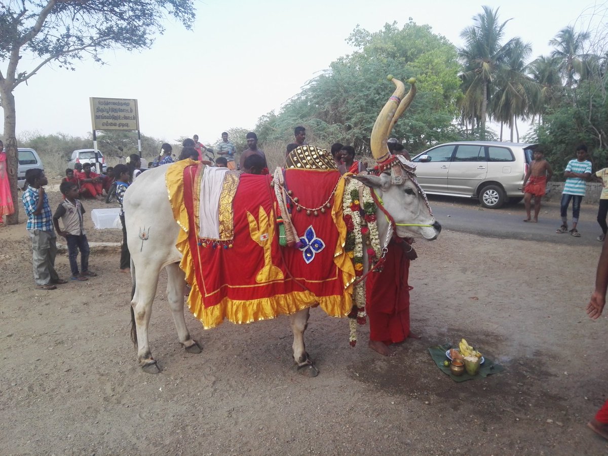 paroksham's tweet photo. The famous Kangayam breed bull
#gopuja
#nativecow
#gauprem https://t.co/TZXEHG8Cfu