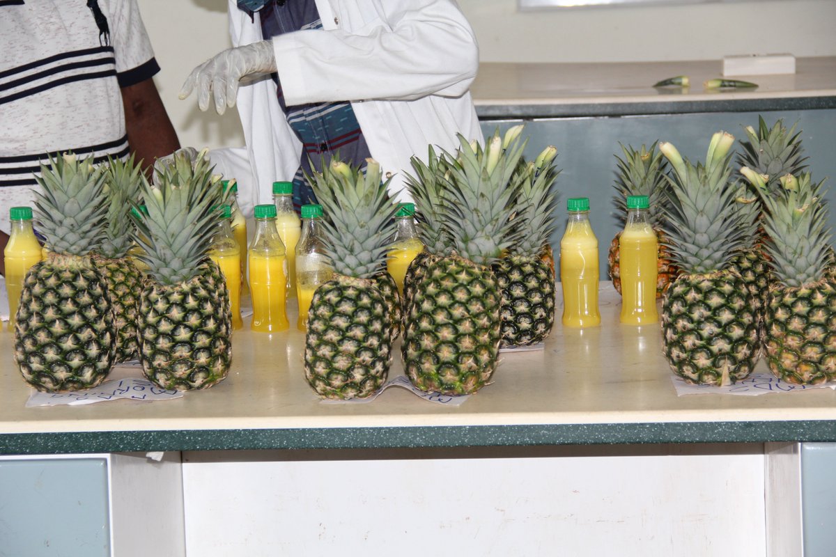 Pineapple Value Chain Project Carp+ Ghana tweet media