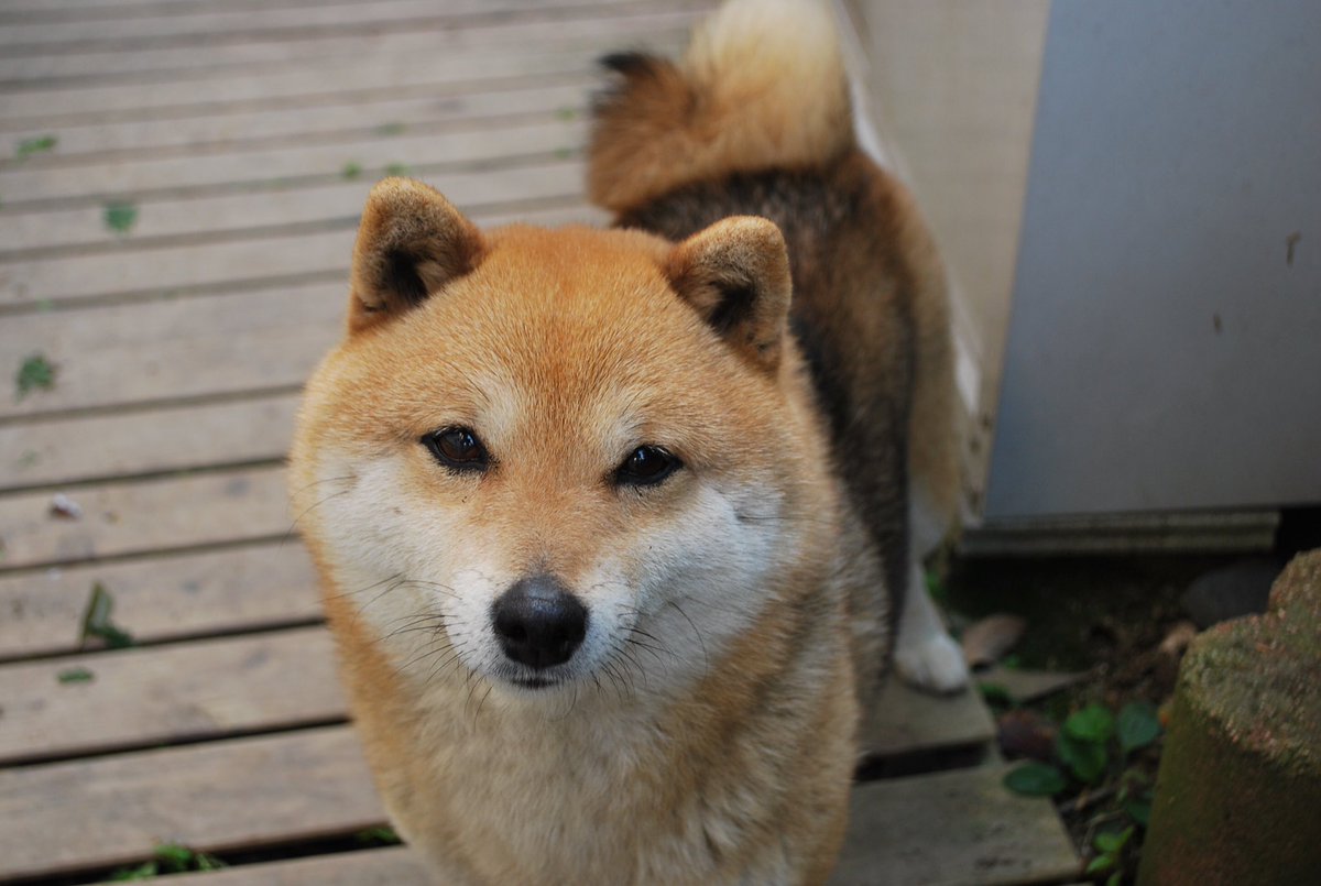 顔 柴犬 たぬき