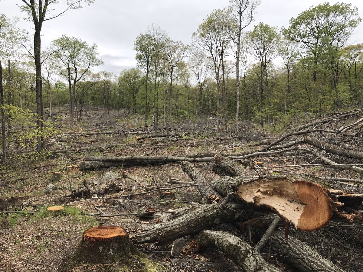FSpartamtn's tweet image. #FridayThoughts ...To our #NJ elected officials 🚫 allowing logging of the “Green” in the Garden State.  These are OUR Public Lands &amp;amp; they belong to all of us -not just private interests ! This is NOT Conservation! @GovMurphy @FirstLadyNJ @NJDEPMcCabe @NJSenDems @njassemblydems